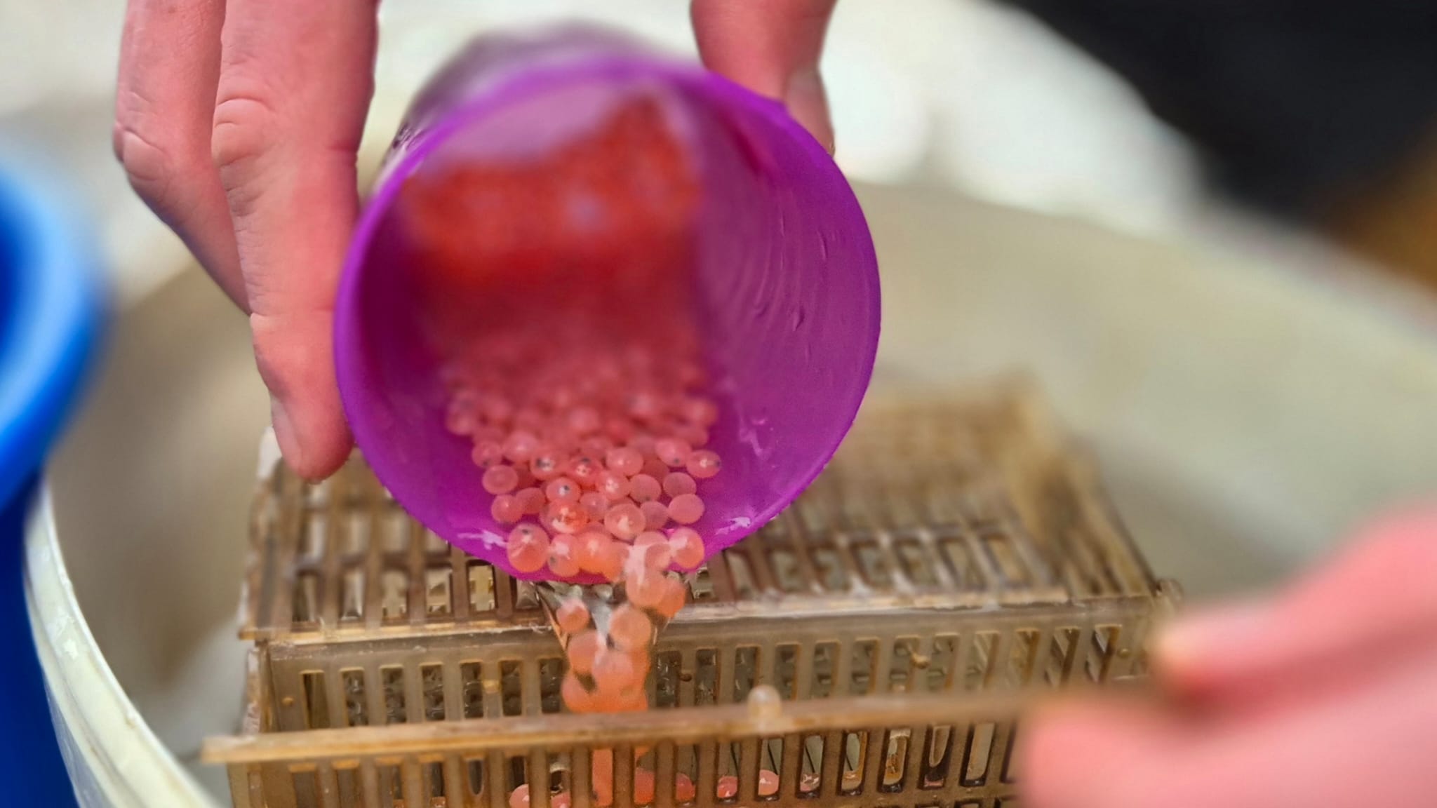 Nachhaltiger Besatz für die Zukunft