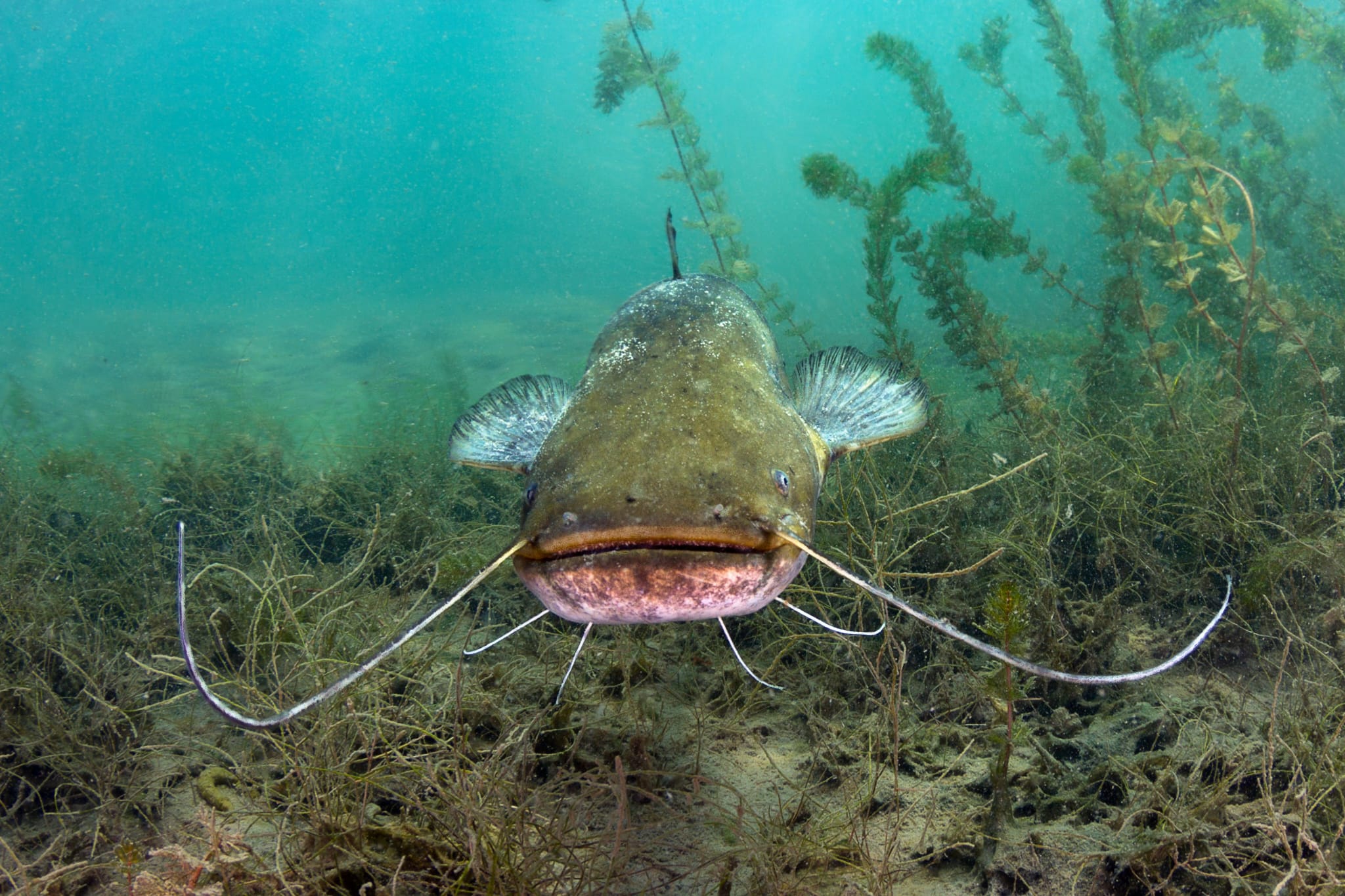 Der Waller – Gigant unserer Gewässer